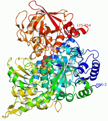 Image Asym./Biol. Unit - manually