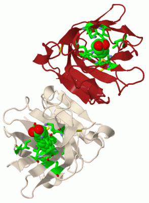 Image Biol.Unit 1 - manually