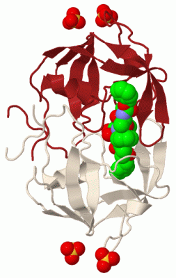 Image Biol.Unit 1 - manually