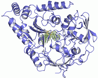 Image Asym./Biol. Unit - manually