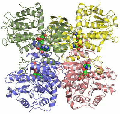 Image Asym./Biol. Unit - manually