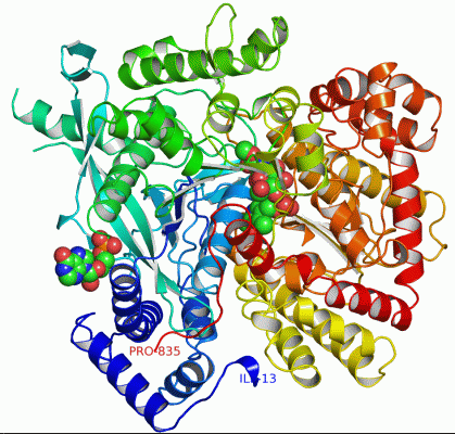 Image Asym./Biol. Unit - manually