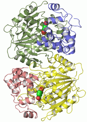 Image Asym./Biol. Unit - manually