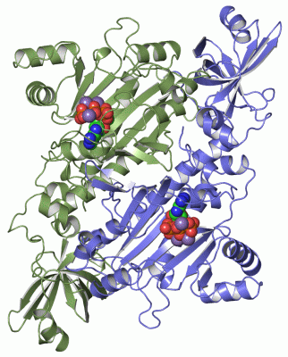 Image Asym./Biol. Unit - manually