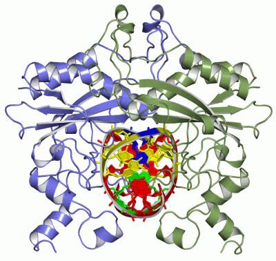 Image Asym./Biol. Unit - manually