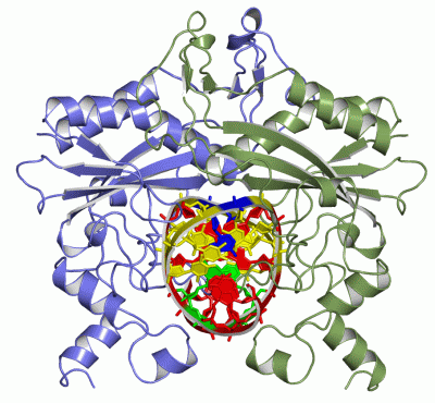 Image Asym./Biol. Unit - manually