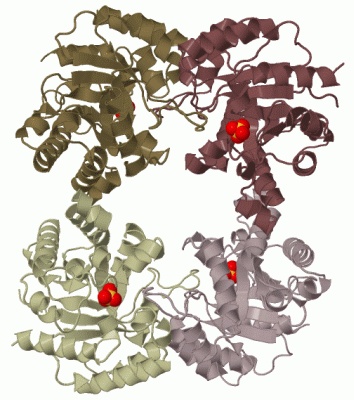 Image Biol.Unit 1 - manually