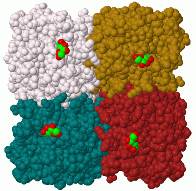 Image Biol.Unit 1 - manually