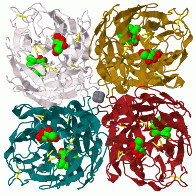 Image Biol.Unit 1 - manually