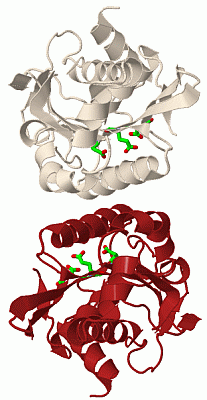 Image Biol.Unit 1 - manually