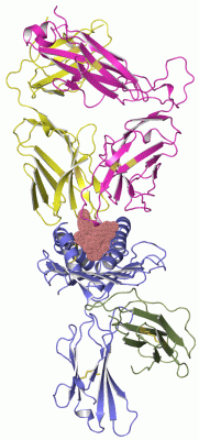 Image Asym./Biol. Unit - manually