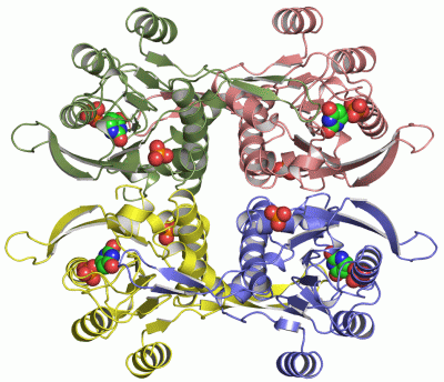 Image Asym./Biol. Unit - manually