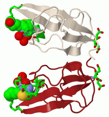 Image Biol.Unit 1 - manually