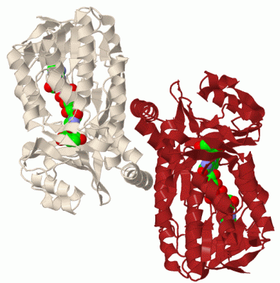 Image Biol.Unit 1 - manually