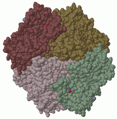 Image Biol.Unit 1 - manually