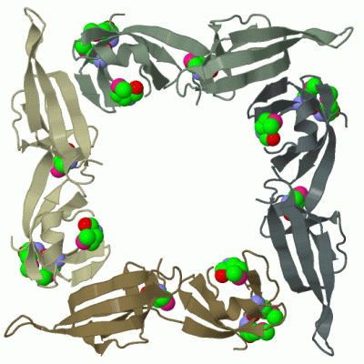 Image Biol.Unit 1 - manually