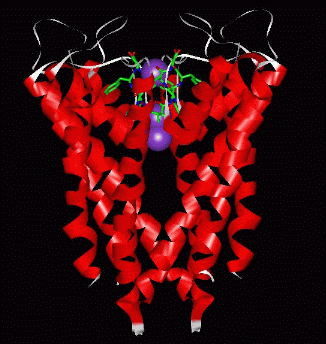 Image Asym./Biol. Unit - manually