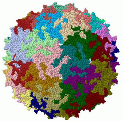 Image Biol.Unit 1 - manually