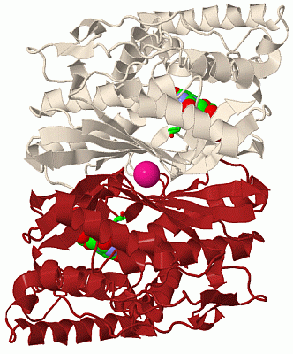 Image Biol.Unit 1 - manually