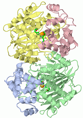 Image Asym./Biol. Unit - manually