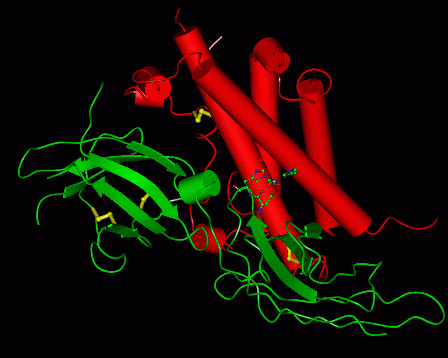 Image Asym./Biol. Unit - manually