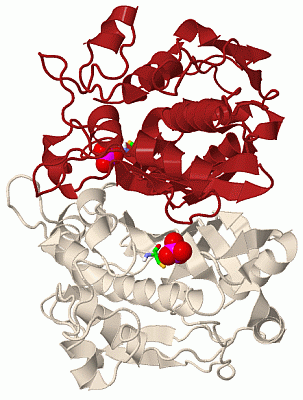 Image Biol.Unit 1 - manually