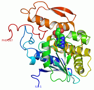 Image Asym./Biol. Unit - manually