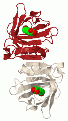 Image Biol.Unit 1 - manually