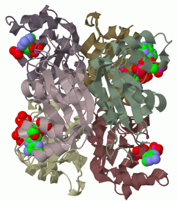 Image Biol.Unit 1 - manually