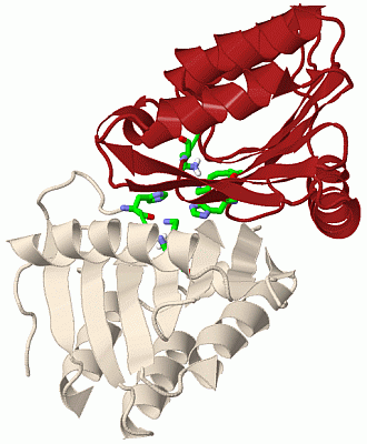 Image Biol.Unit 1 - manually