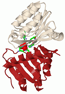 Image Biol.Unit 1 - manually