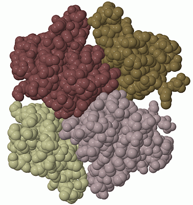 Image Biol.Unit 1 - manually