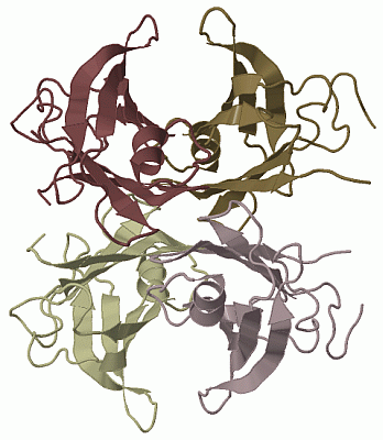 Image Biol.Unit 1 - manually