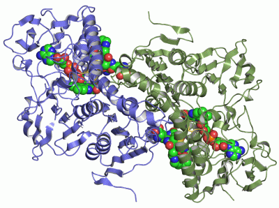 Image Asym./Biol. Unit - manually