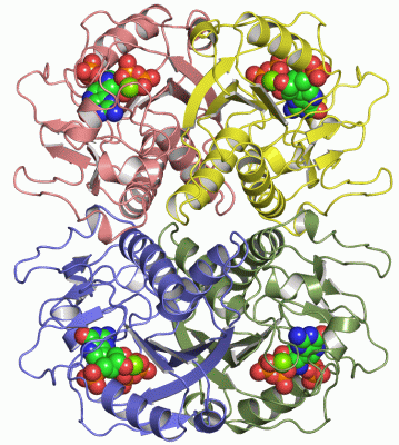 Image Asym./Biol. Unit - manually