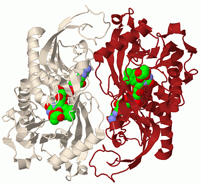 Image Biol.Unit 1 - manually