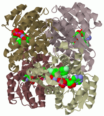 Image Biol.Unit 1 - manually