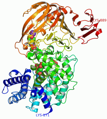 Image Asym./Biol. Unit - manually