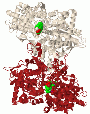 Image Biol.Unit 1 - manually