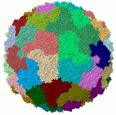 Image Biol.Unit 1 - manually