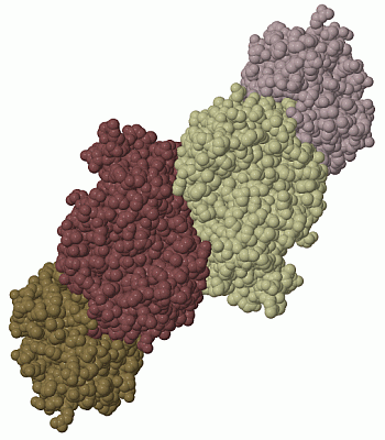 Image Biol.Unit 1 - manually