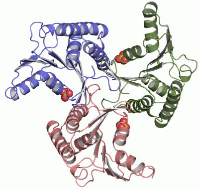 Image Asym./Biol. Unit - manually
