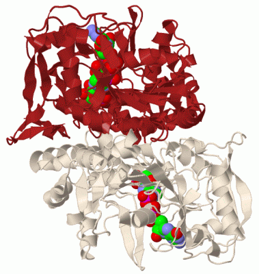 Image Biol.Unit 1 - manually