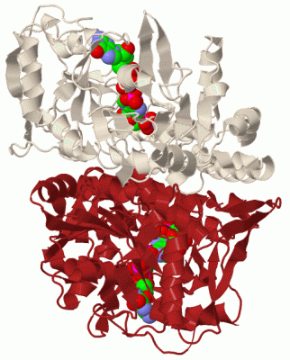 Image Biol.Unit 1 - manually