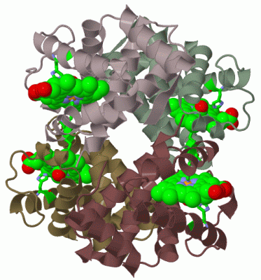 Image Biol.Unit 1 - manually