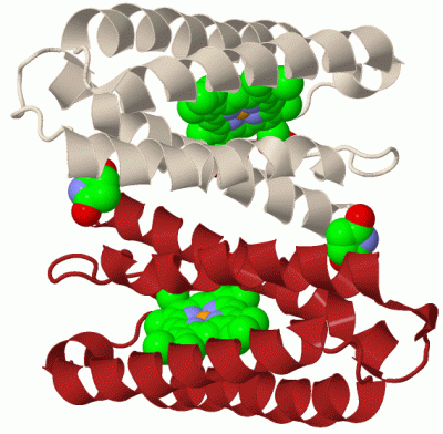 Image Biol.Unit 1 - manually