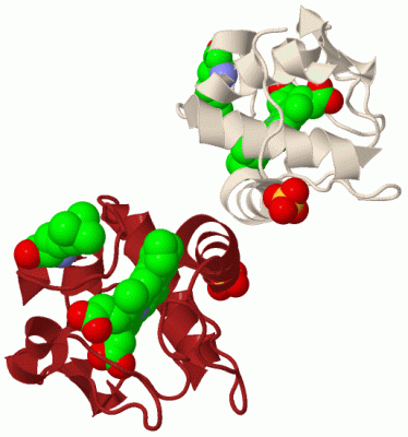 Image Biol.Unit 1 - manually