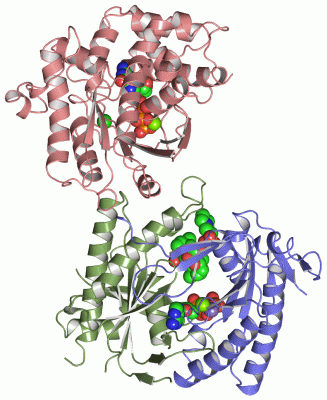 Image Asym./Biol. Unit - manually