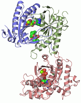 Image Asym./Biol. Unit - manually