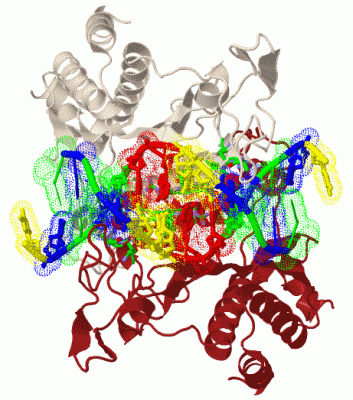 Image Biol.Unit 1 - manually